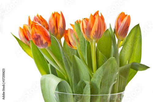 reddish orange tulips photo