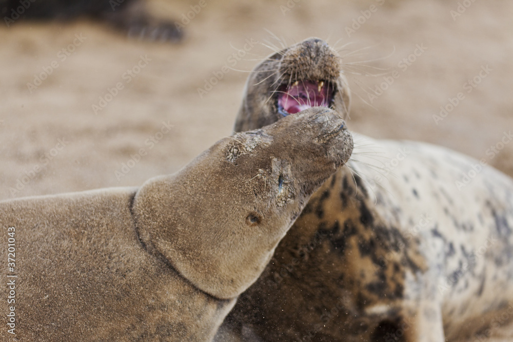 Adult Grey Seals Fighting