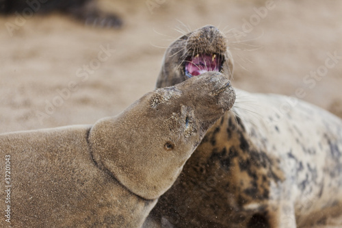 Fototapeta Naklejka Na Ścianę i Meble -  Adult Grey Seals Fighting