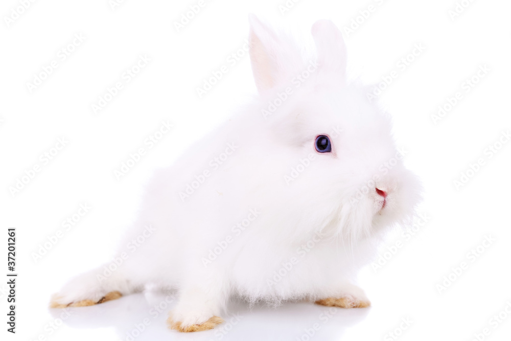 side view of a cute little white bunny