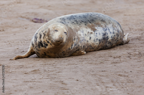 Adult Grey Seal (halichoerus grypus)
