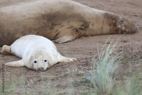 Grey Seal Pup Relaxing With Mother