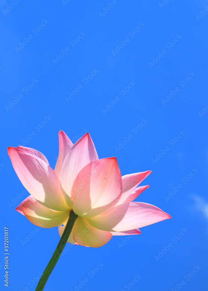Pink lotus on blue sky Pink lotus on blue sky