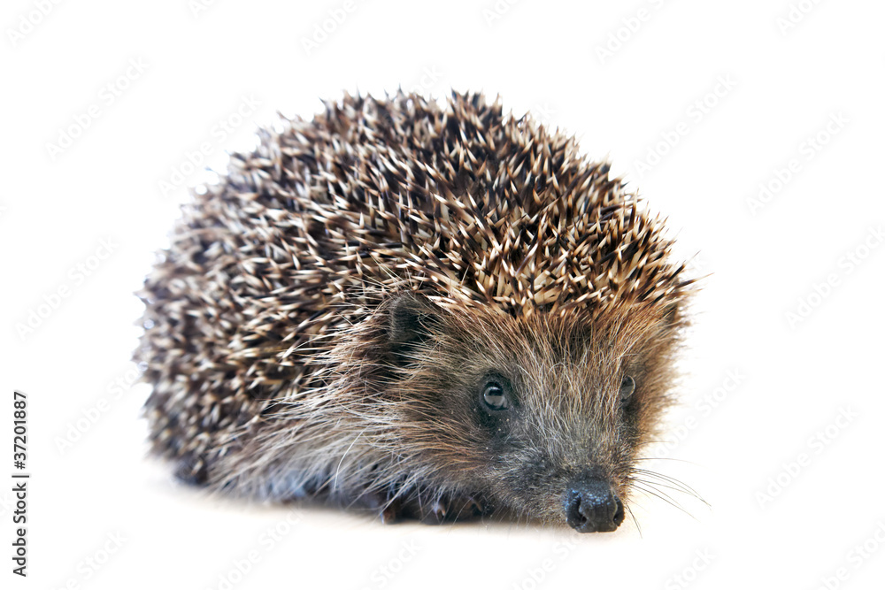 hedgehog hedgehog