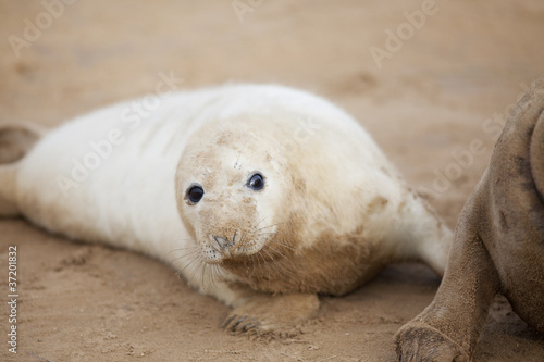 Inquisitive Grey Seal Pup At Donna Nook