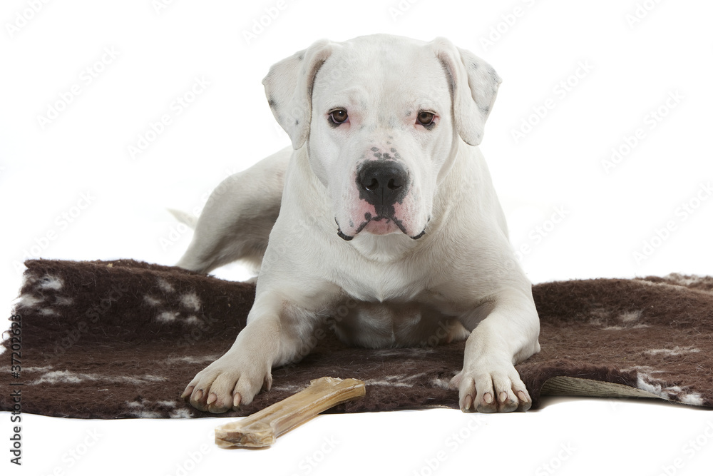 jeune dogo argentino sur son tapis avec son os