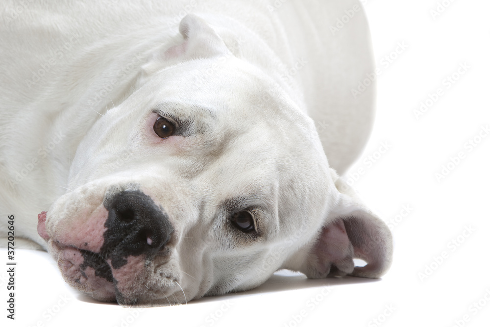 very sad dogo argentino