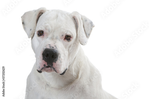 portrait du jeune dogue argentin - dogo argentino