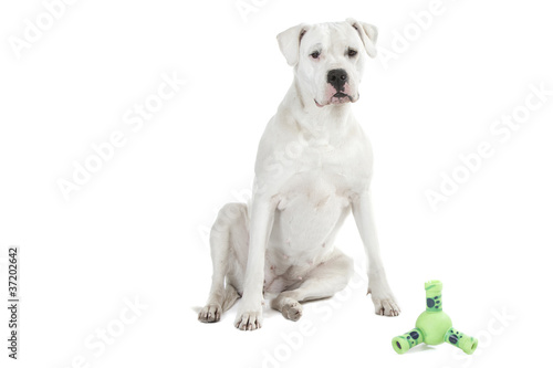 dogue argentin assis devant son jouet