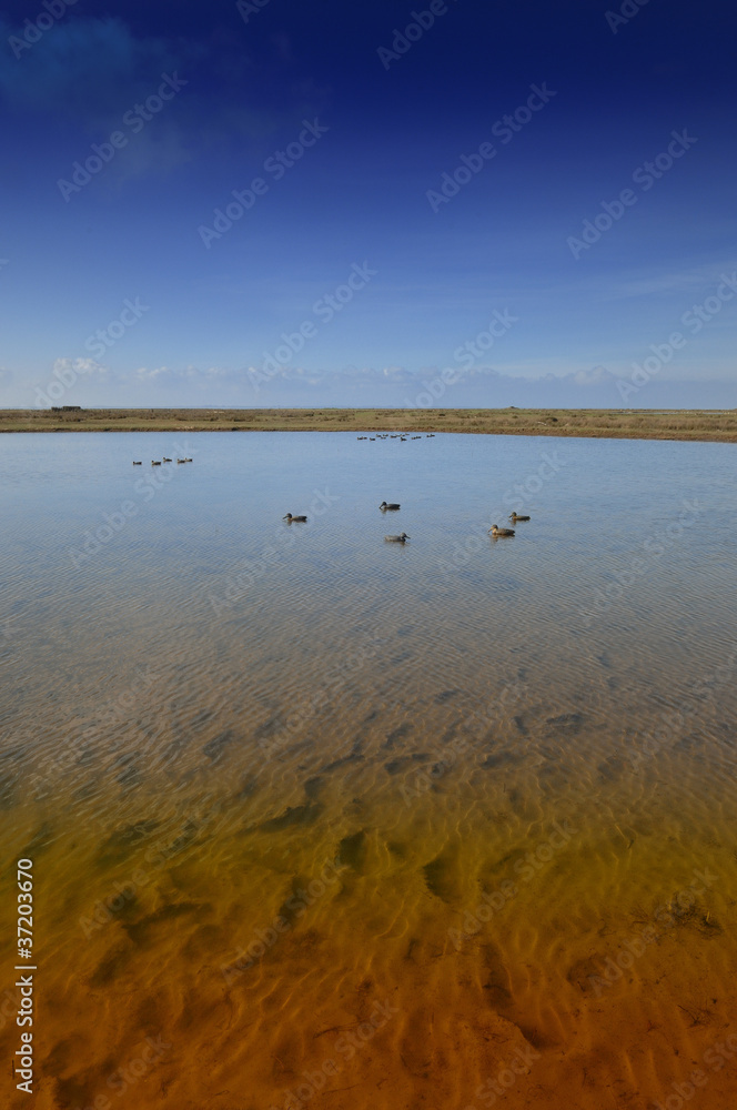 appeaux pour chasse aux canards appeaux pour chasse aux canards