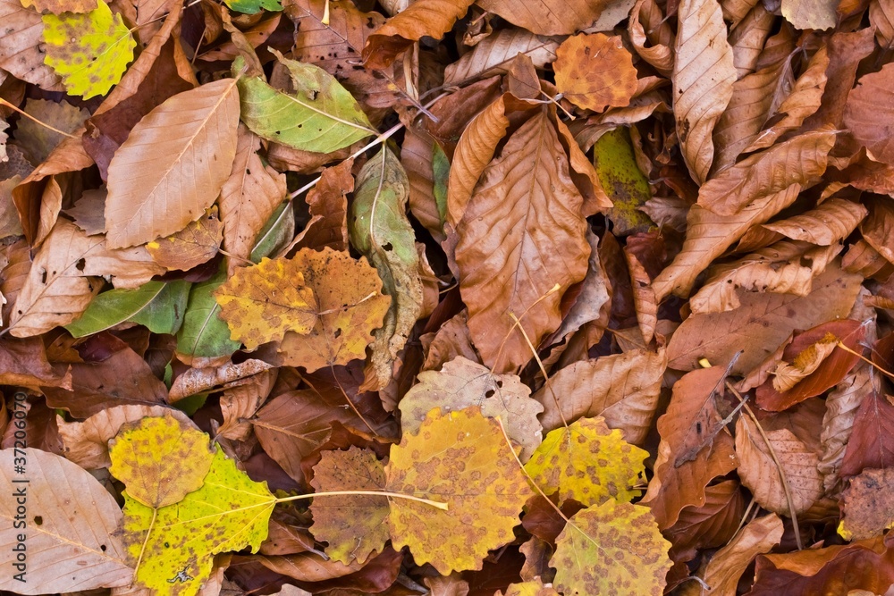 closeup autumn leaves as a background closeup autumn leaves as a background