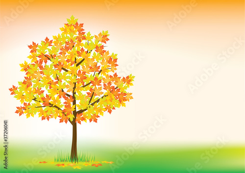 Autumn maple © yurkaimmortal