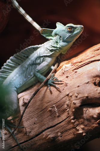 Green Plumed Basilisk lizard