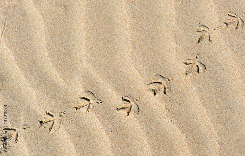 Huellas de ave en la arena
