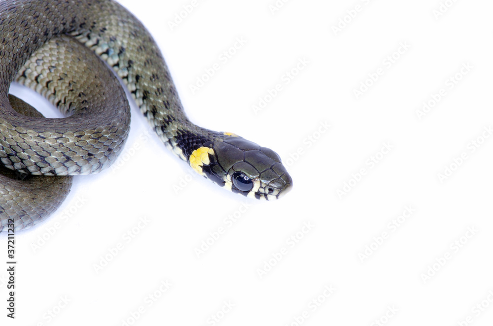 Naklejka premium snake