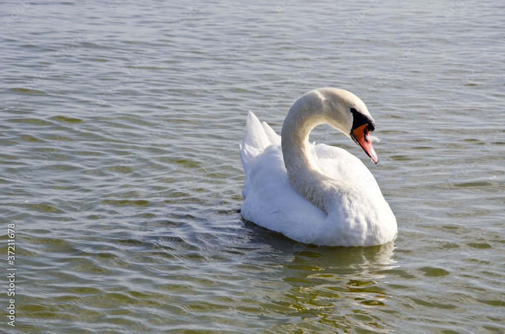 Fototapeta premium Swan floating on water. Free bird closeup.
