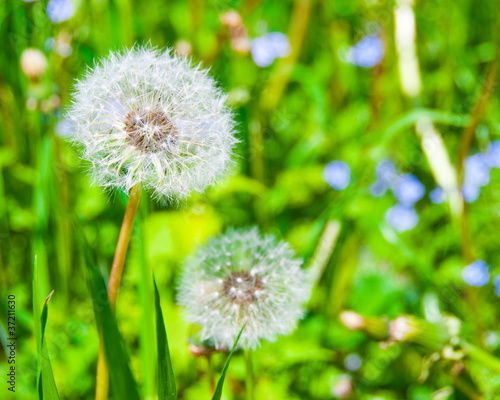 Two dandelions