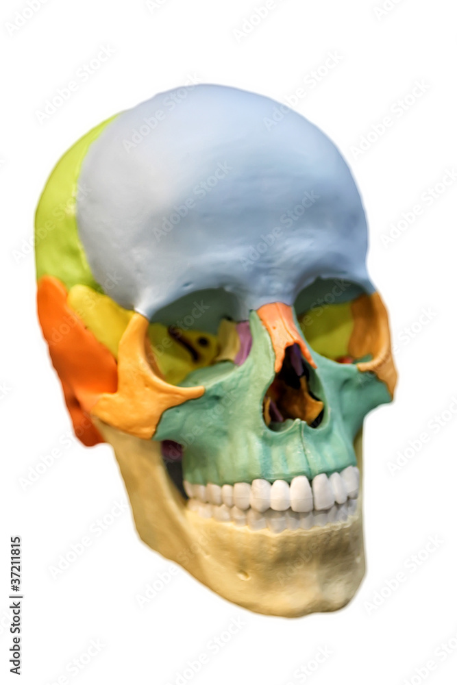 Obraz premium Skull