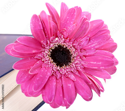 Flower in a closed book