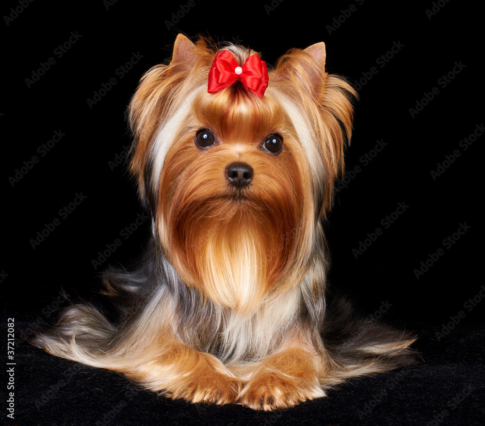 Fototapeta premium Beautiful Yorkshire Terrier