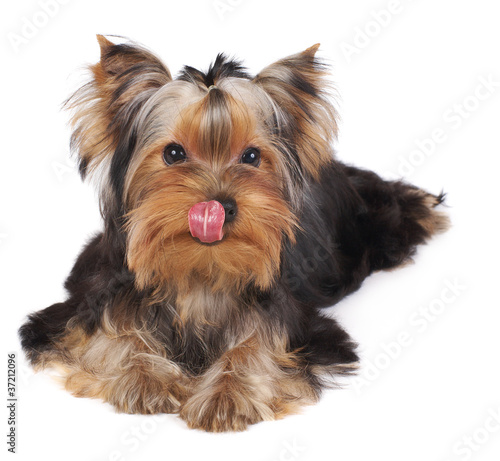 Licking Yorkshire Terrier