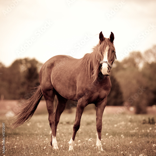 Beautiful bay mare in a meadow