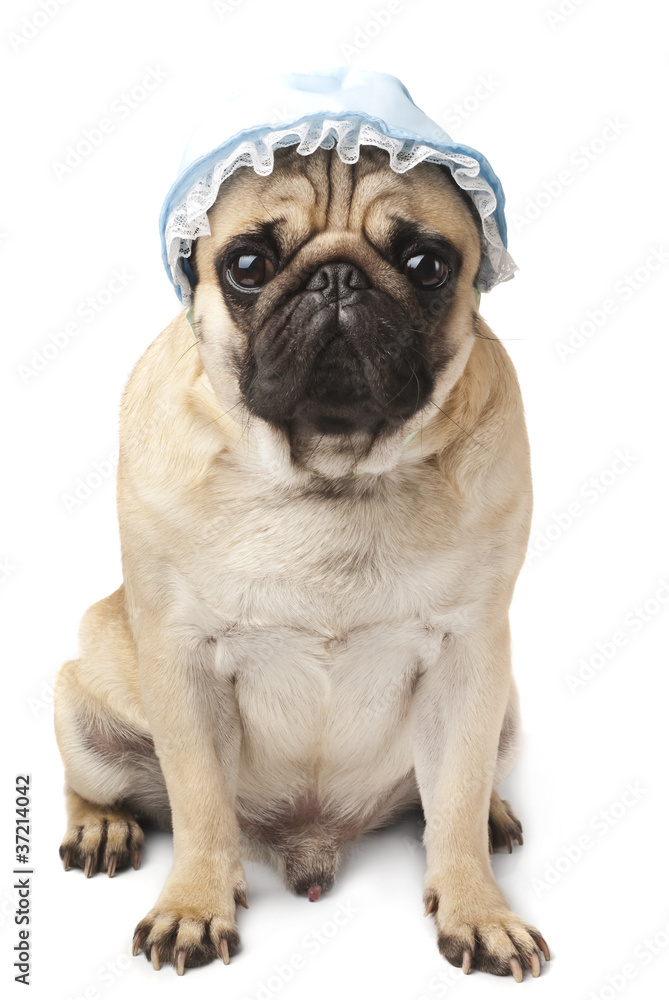 Close-up of Pug in blue cap Close-up of Pug in blue cap