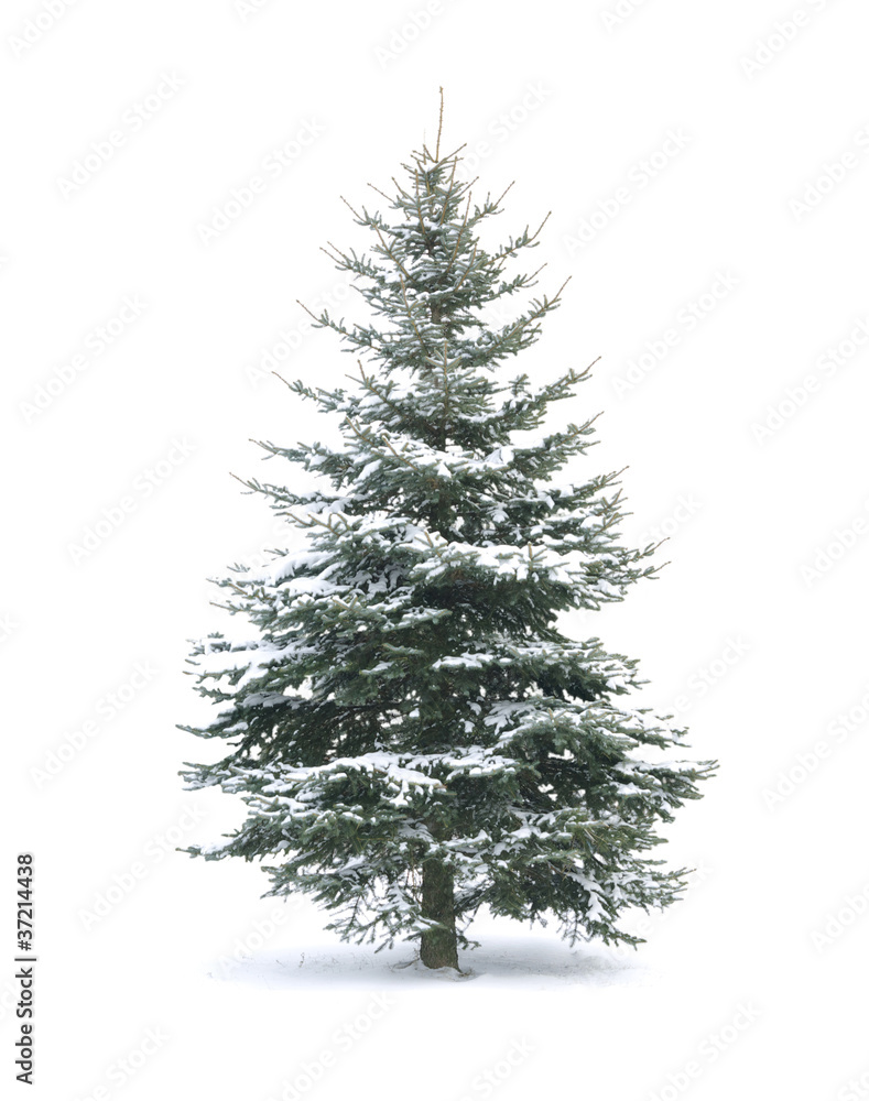 Fototapeta premium Christmas tree