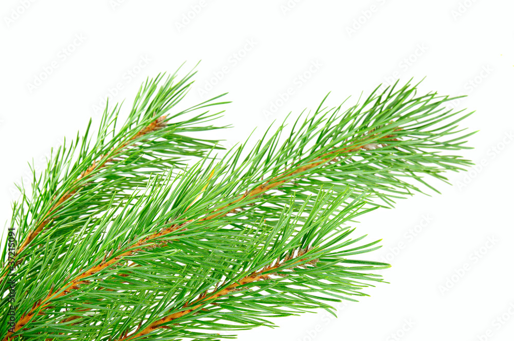 Pine branch Pine branch