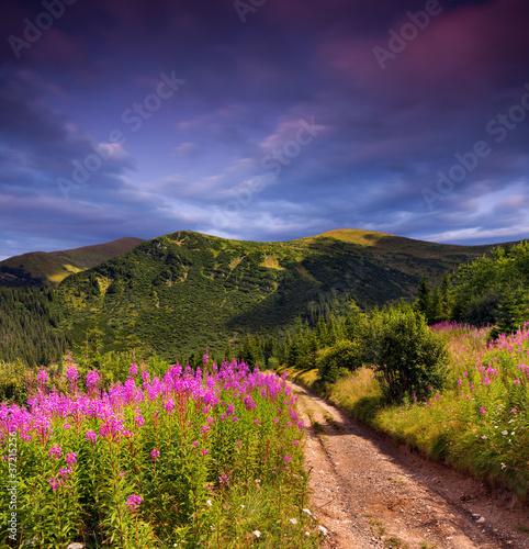 Beautiful summer landscape in the mountains. Sunset