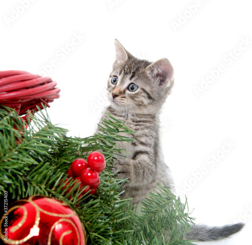 Cute kitten and Christmas decorations