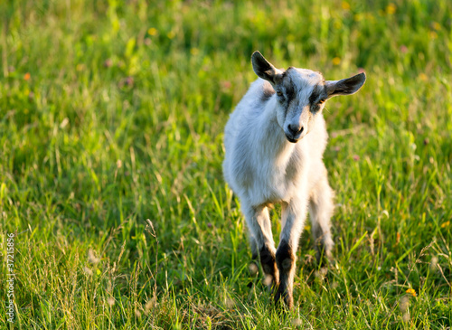 baby goat © Andrew Mayovskyy