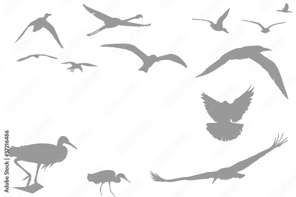 aves aves