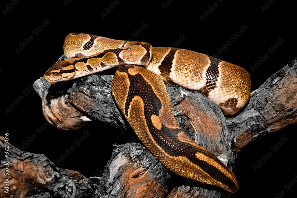 Obraz premium Königspython