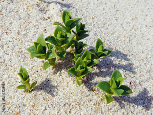 Shoots of the Sea Sandwort (Honckenya peploides) in the sand of photo