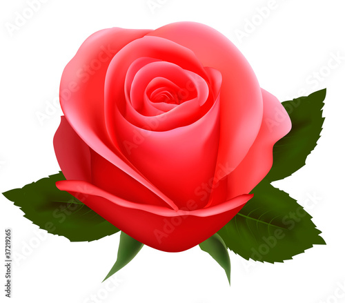 Beautiful pink rose on a white background.