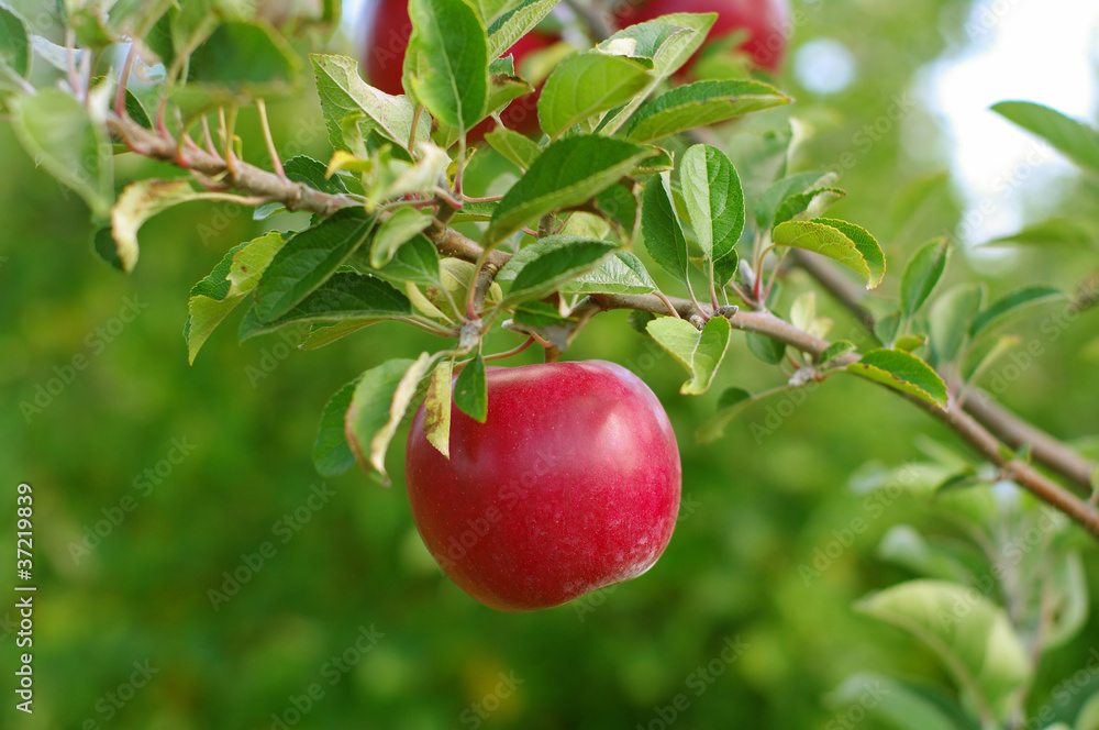 Ripe Red Apple on Tree