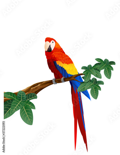 Detaied macaw bird illustration