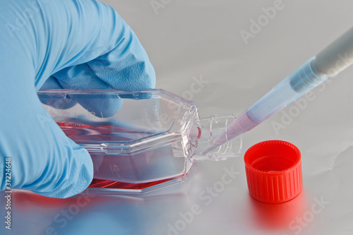 Scientist pipetting cell culture medium into culture flask