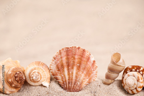 Seashell border with sand background