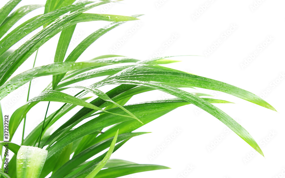Fototapeta premium tropical plant after rain isolated on white background