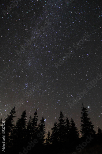 Silhouette of trees against night sky with stars