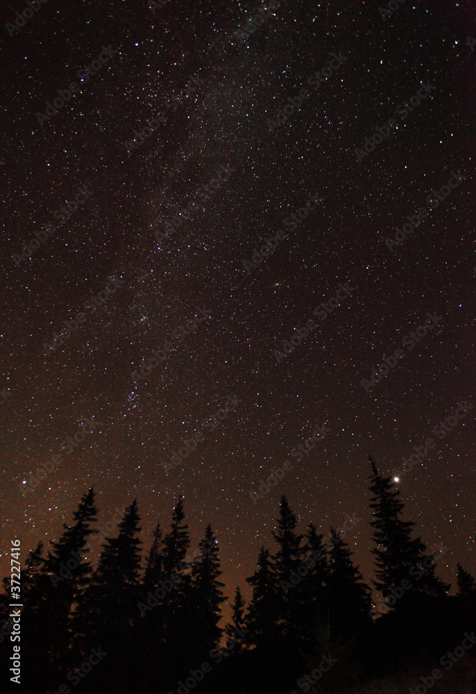 Fototapeta premium Silhouette of trees against night sky with stars