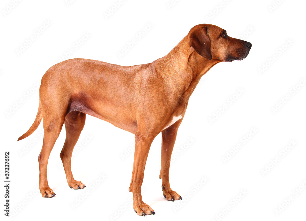 Obraz premium Perfekter Körperbau