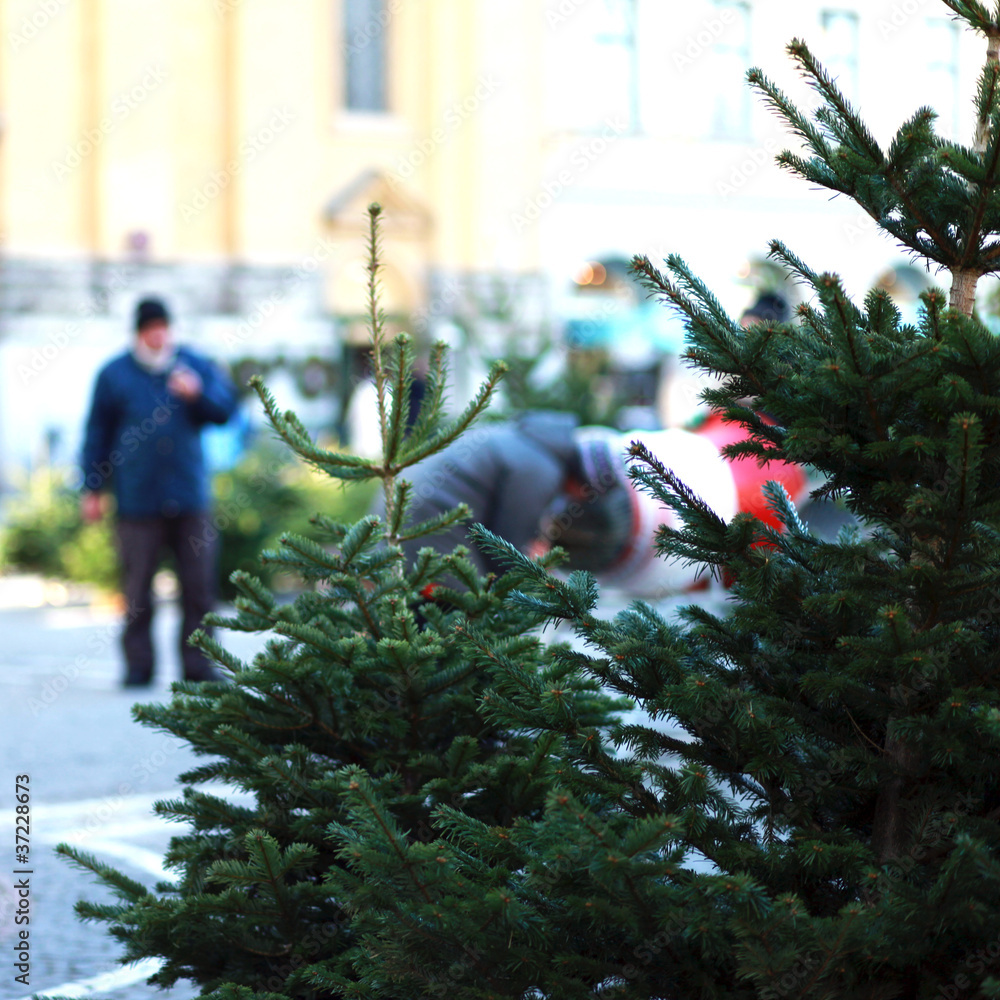 Obraz premium Weihnachtsbaum Markt