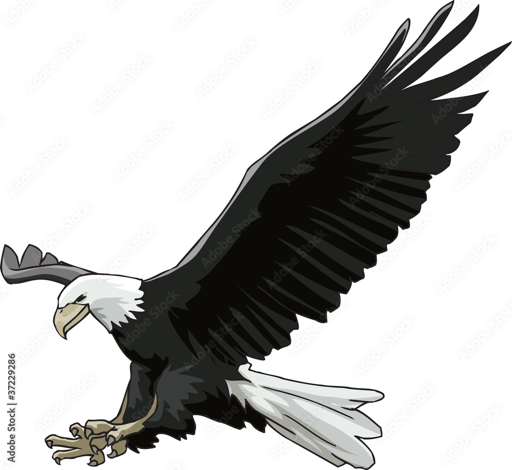 Fototapeta premium Attack of eagle