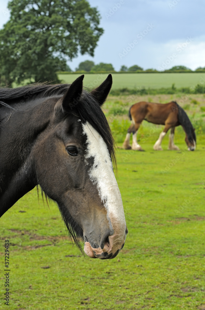 Fototapeta premium Shire Horse