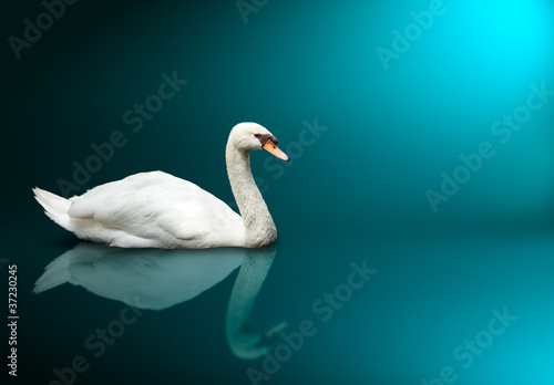 Mute Swan (Cygnus olor) © Dmitry Rukhlenko