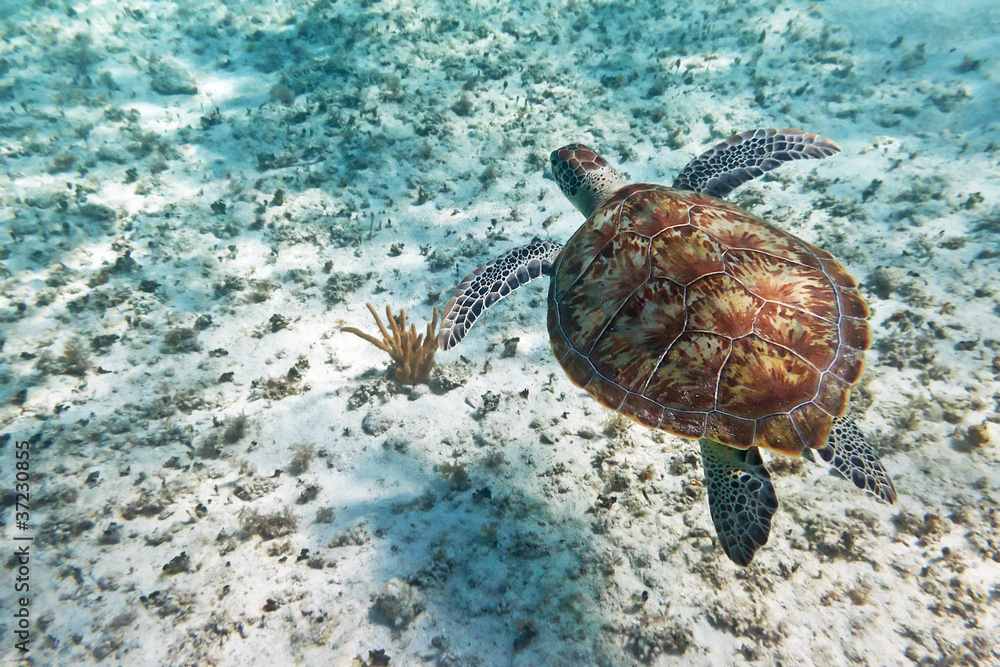 Keuken achterwand met Green turtle in nature of Caribbean sea #37230855