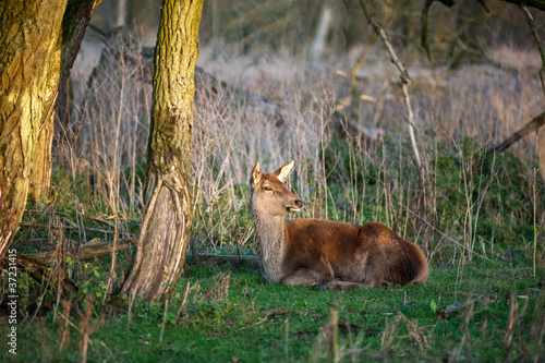 Deer lookong around in a forest © Naj